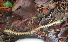 Serpentes