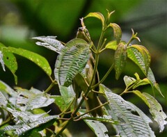 Basileuterus