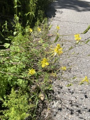 Aquilegia chrysantha