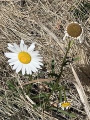Leucanthemum vulgare