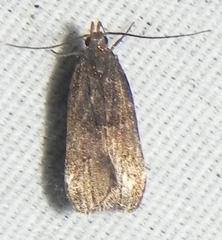 Dichomeris juncidella