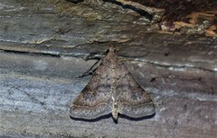 Bleptina caradrinalis