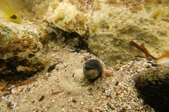 Nerita atramentosa