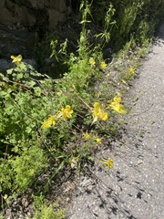 Aquilegia chrysantha