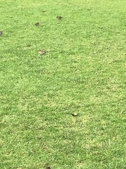 Passer domesticus domesticus