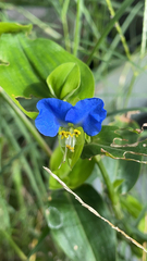 Commelina communis