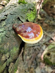 Ganoderma tsugae