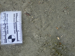 Callipepla californica