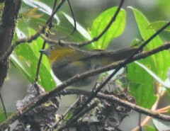 Chlorospingus flavigularis