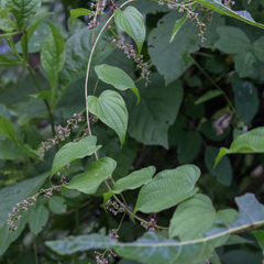Dioscorea galeottiana