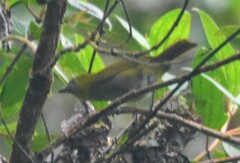 Chlorospingus flavigularis