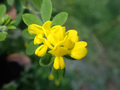 Genista