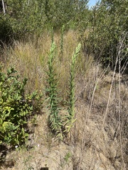 Artemisia douglasiana
