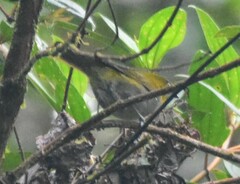 Chlorospingus flavigularis