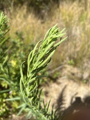 Artemisia douglasiana