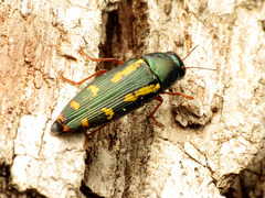 Buprestis rufipes