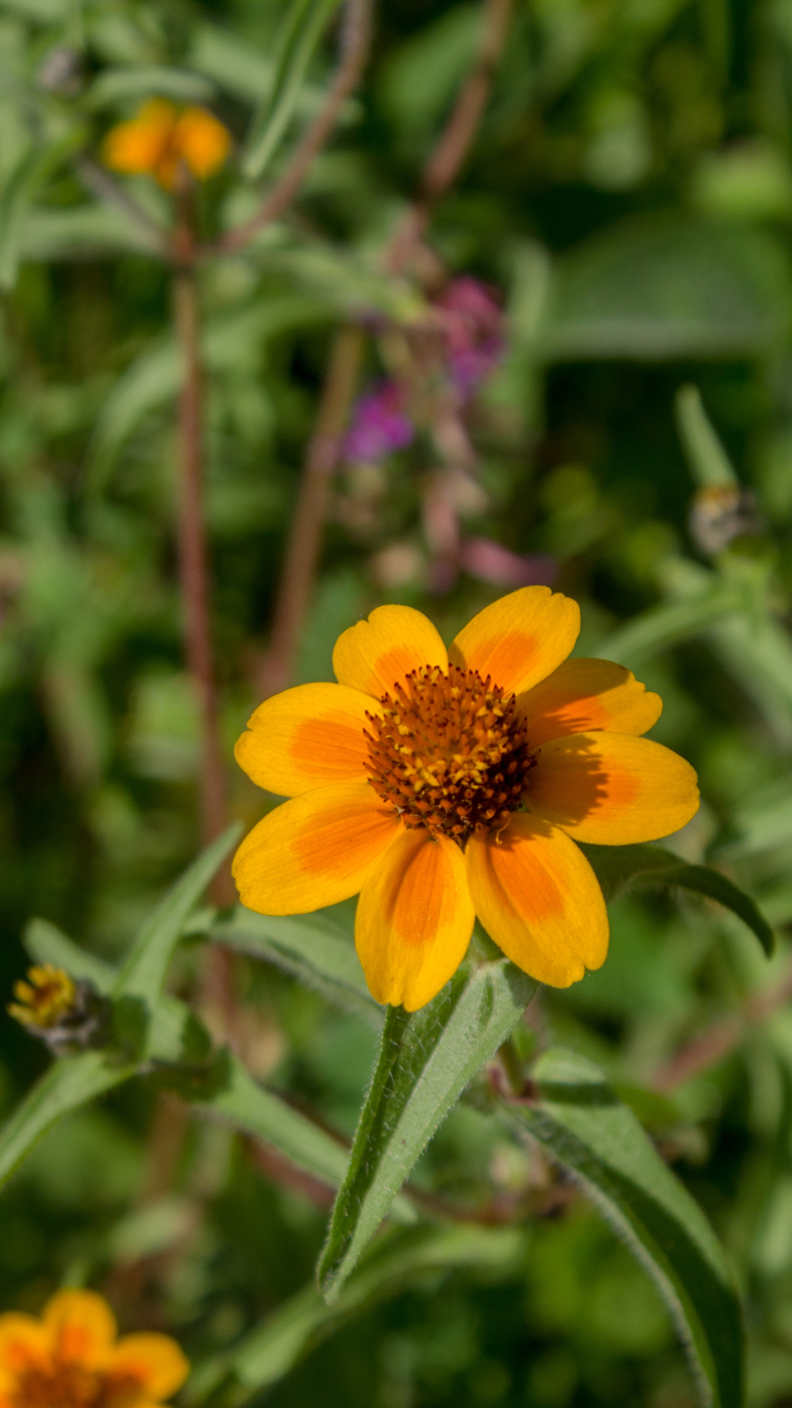 Zinnia Haageana (Zinnia haageana)