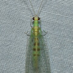 Chrysopa quadripunctata
