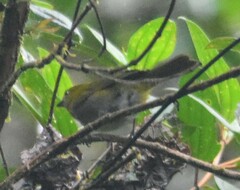 Chlorospingus flavigularis