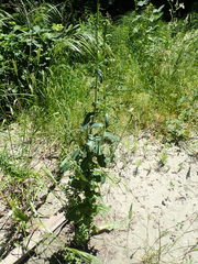 Lactuca serriola