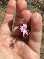 Epilobium brachycarpum