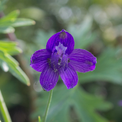 Delphinium