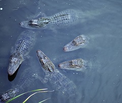 Alligator mississippiensis