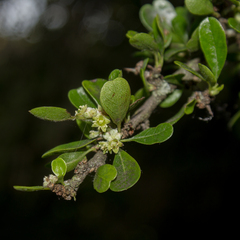 Condalia velutina