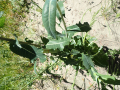 Lactuca serriola