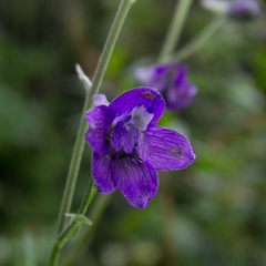 Delphinium