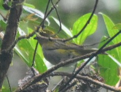 Chlorospingus flavigularis