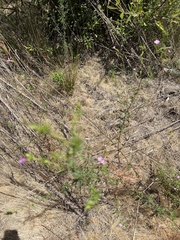 Epilobium brachycarpum