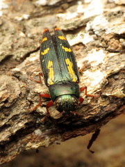 Buprestis rufipes