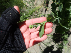 Lactuca serriola