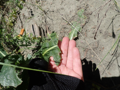 Lactuca serriola