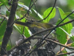 Chlorospingus flavigularis