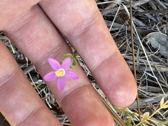 Zeltnera muehlenbergii