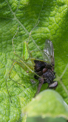 Peucetia
