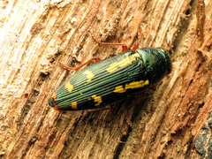 Buprestis rufipes