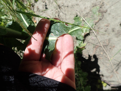Lactuca serriola