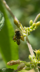 Apinae