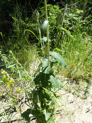 Lactuca serriola