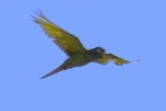 Thectocercus acuticaudatus