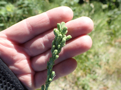 Lactuca serriola