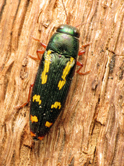 Buprestis rufipes