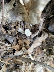 Loweomyces fractipes