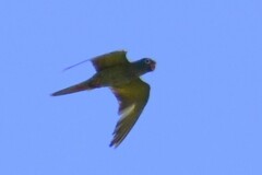 Thectocercus acuticaudatus