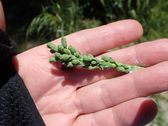 Lactuca serriola