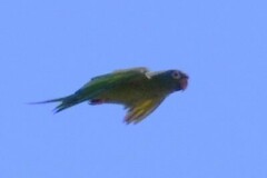 Thectocercus acuticaudatus