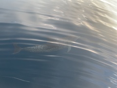 Stenella frontalis
